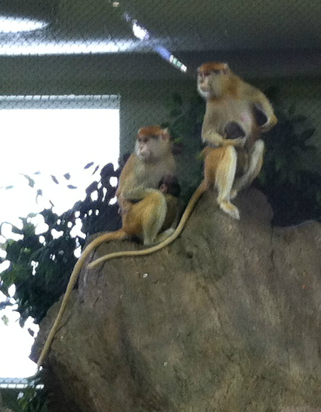 2 mother Patas monkeys with babies
