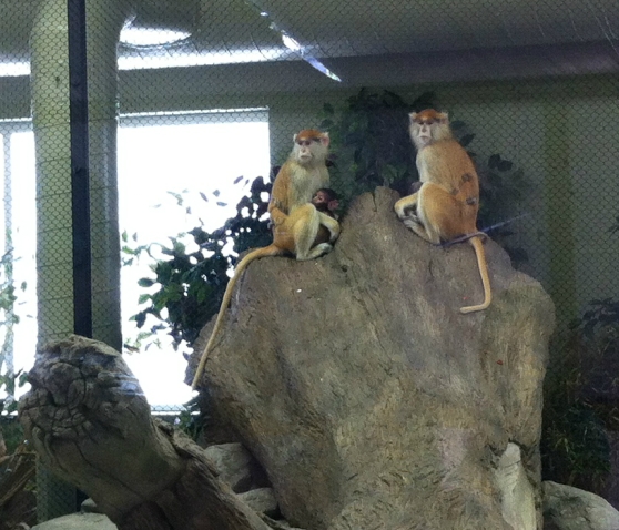 Patas monkey mothers and infants